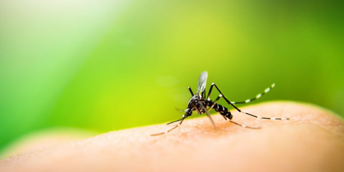 Can What You Eat Really Make Mosquitoes More Likely to Bite You?