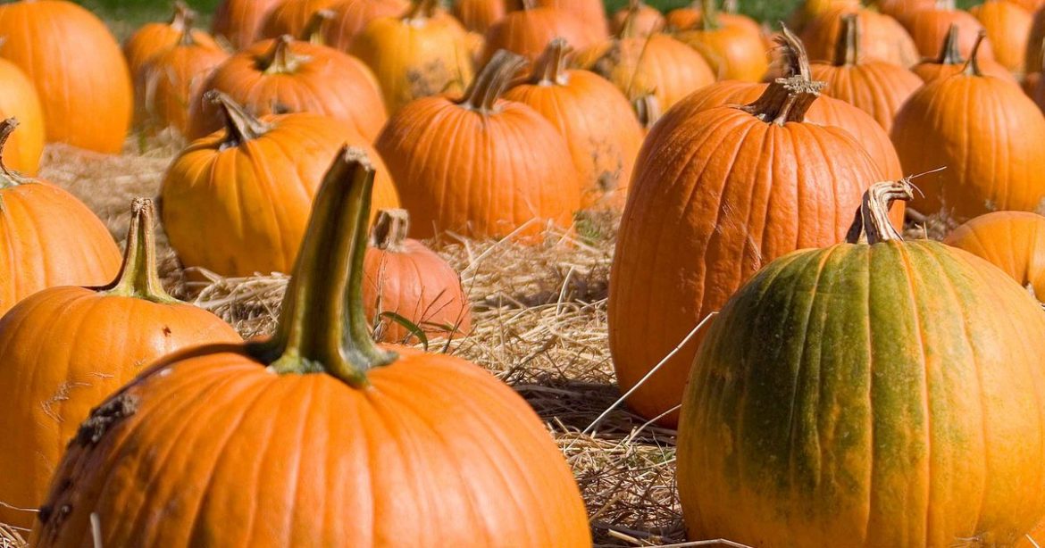 34 best pumpkin patches in the UK 2025