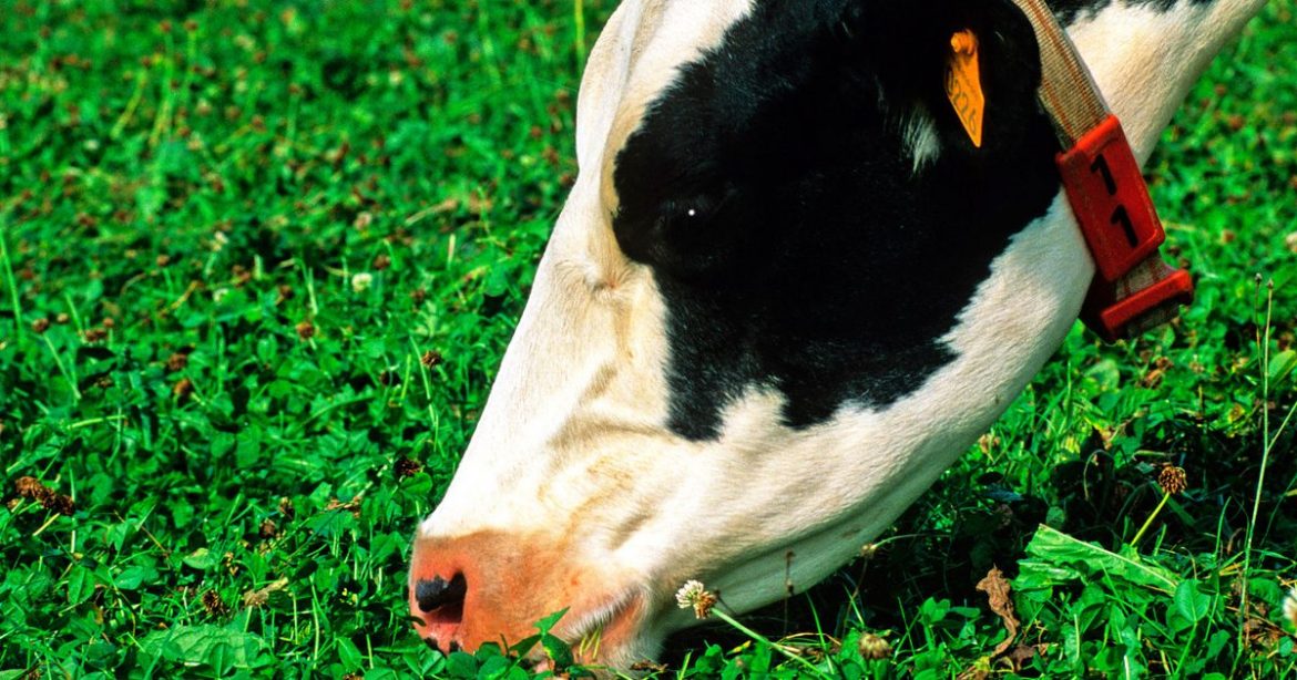 Good food doesn't have to cost the Earth