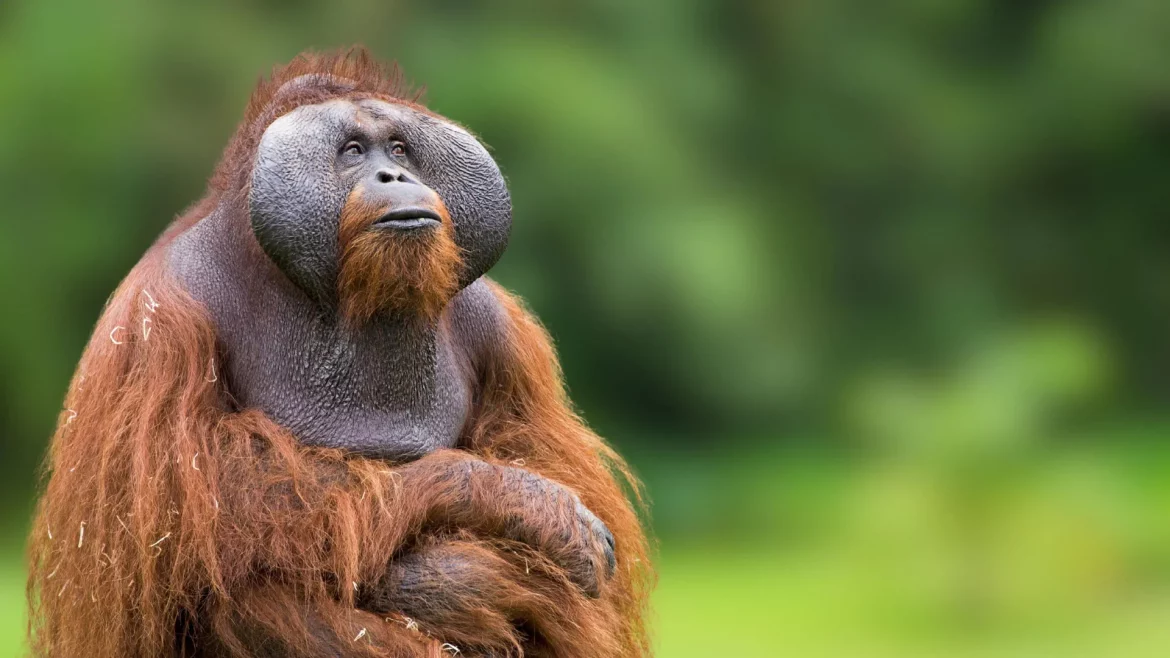 How orangutans thrive in feast and famine without gaining weight