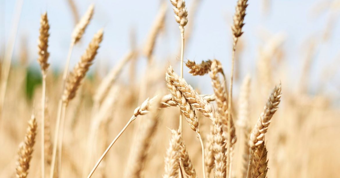 The Grains Trust | Good Food